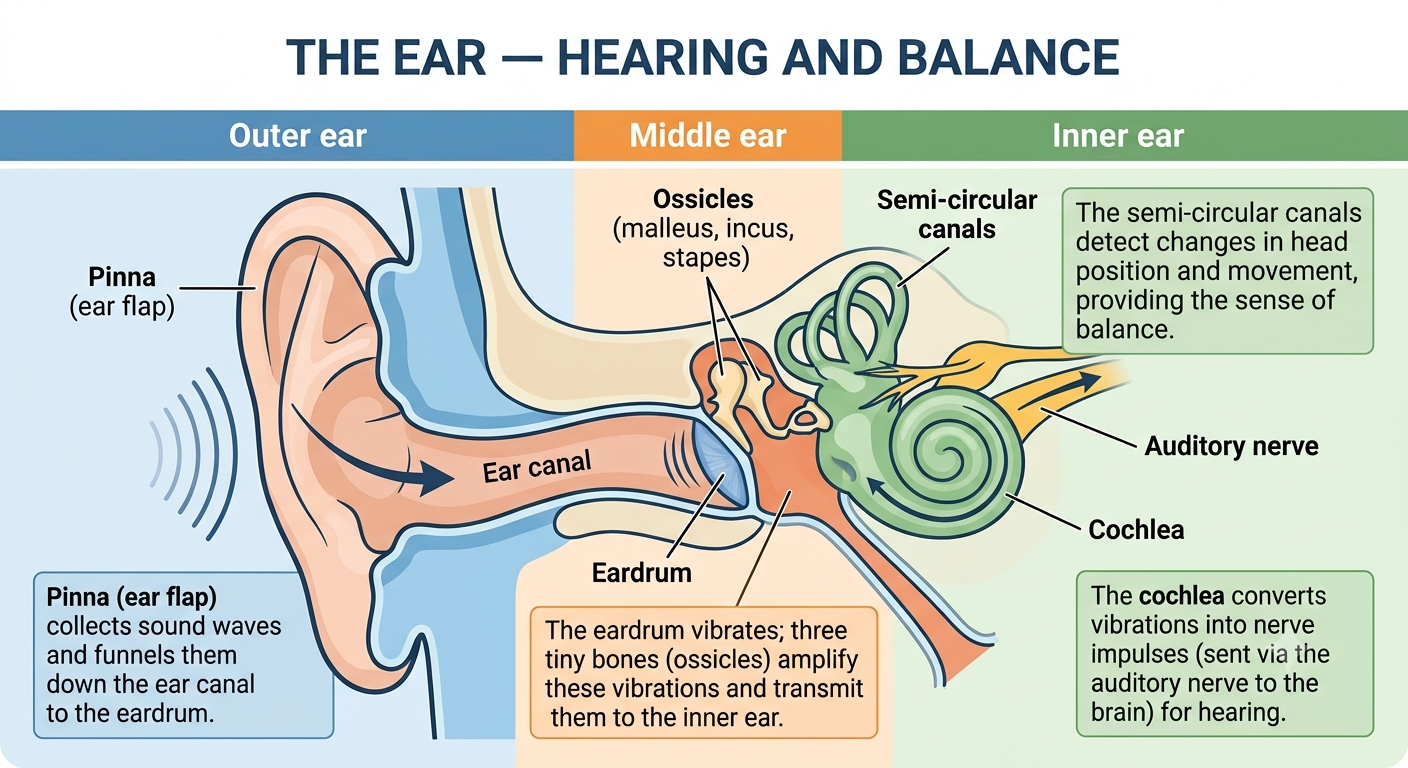 Cross-section of the human ear divided into outer ear (pinna, ear canal), middle ear (eardrum, ossicles), and inner ear (semi-circular canals, cochlea, auditory nerve), each labelled with its function